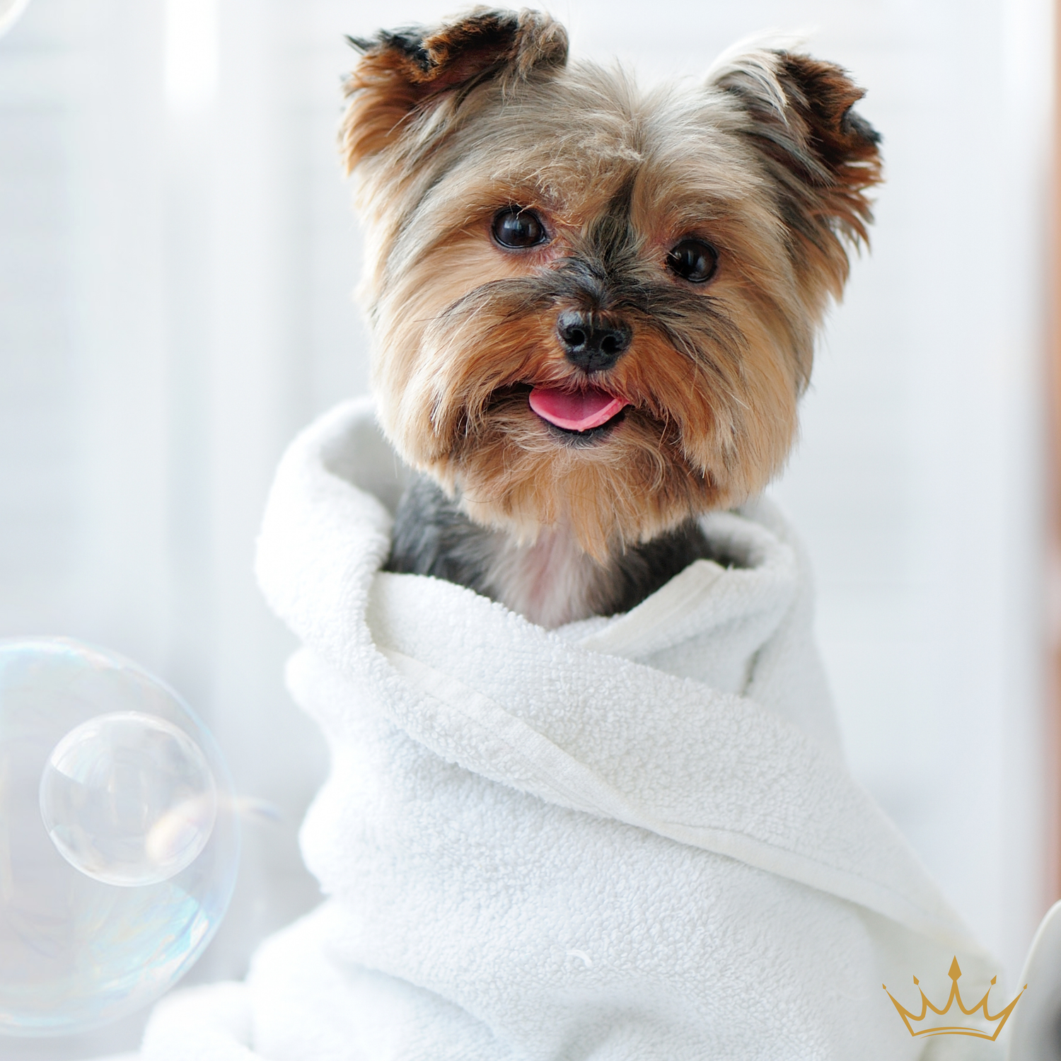 Pets - Furry Friends